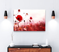 Obraz Krása divých makov zs1109